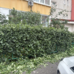Стрижка кустов на придомовой территории МКД по адресу улица Новосёлов 12 и корпуса | 24 июня 2026 года Стрижка кустов на придомовой территории МКД по адресу улица Новосёлов 12 и корпуса | 24 июня 2026 года