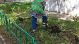 Посадка зелёных насаждений на придомовой территории МКД по адресу улица Новосёлов 12 корпус 3 | 25 июня 2026 года